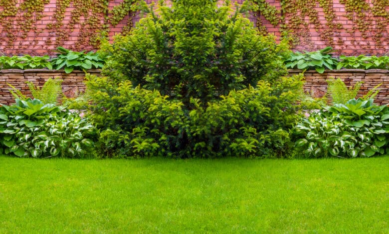 piante sempreverdi da giardino