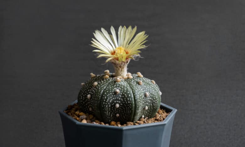 Astrophytum