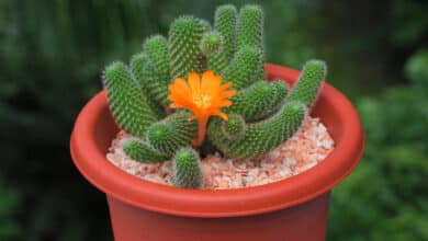 rebutia