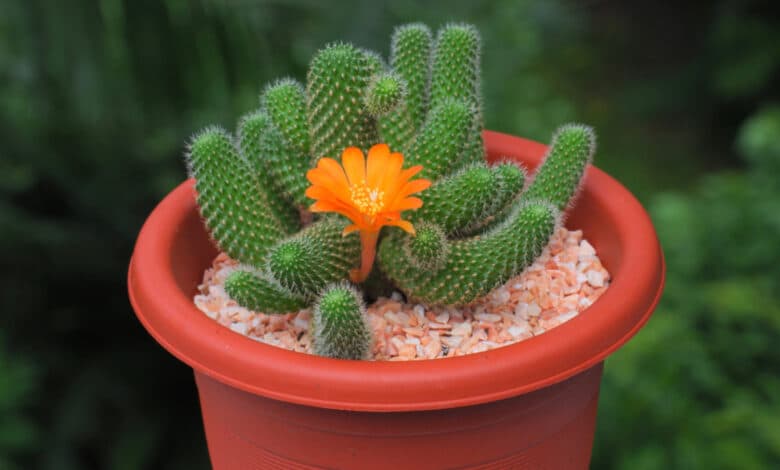 rebutia