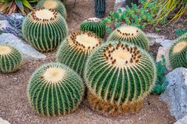 L’Echinocactus, una pianta grassa dalla forma tondeggiante soprannominata “cuscino della suocera”