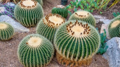 echinocactus