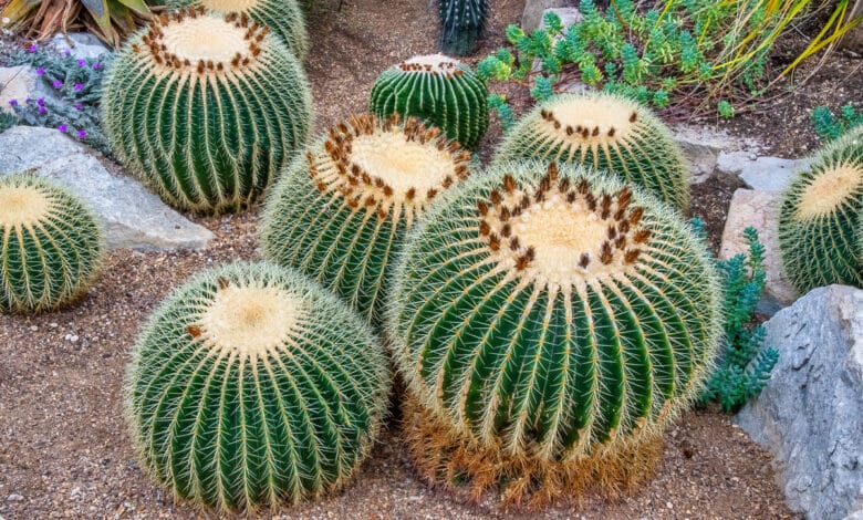 echinocactus
