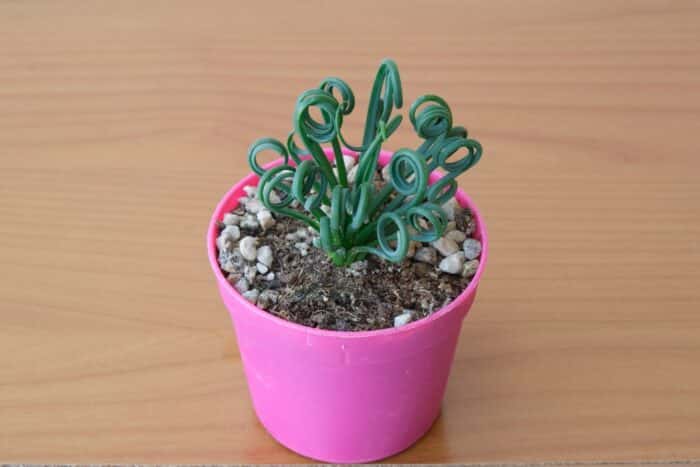 piante particolari: albuca spiralis