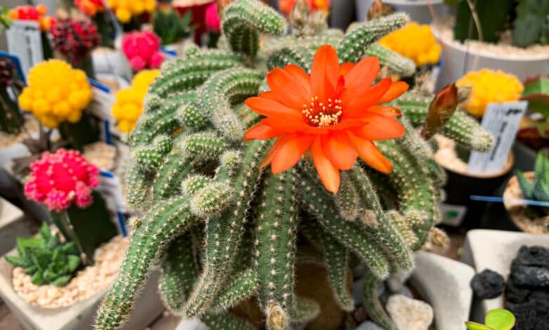 echinopsis
