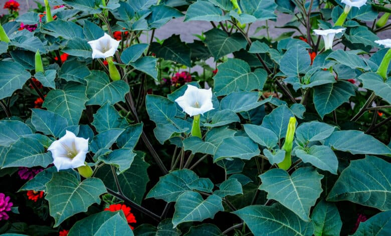 pianta più velenosa