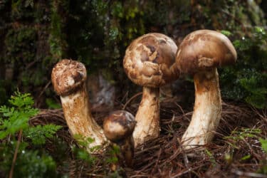 Matsutake: tutto sul fungo più caro del mondo