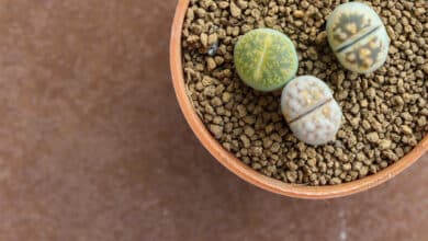 Lithops