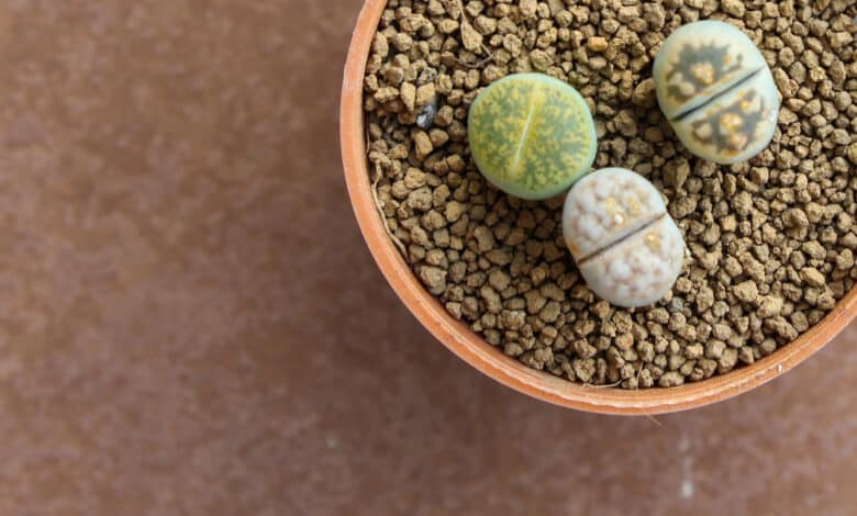 Lithops