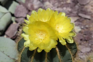 La Parodia magnifica, une plante grasse aux grandes fleurs colorées