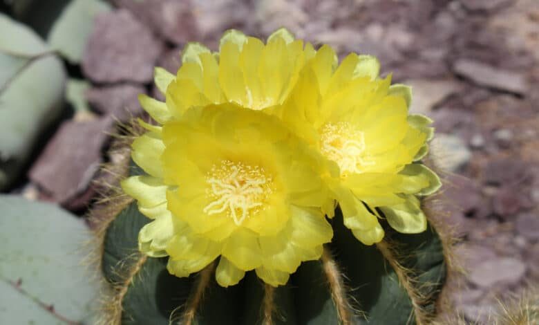 Parodia magnifica
