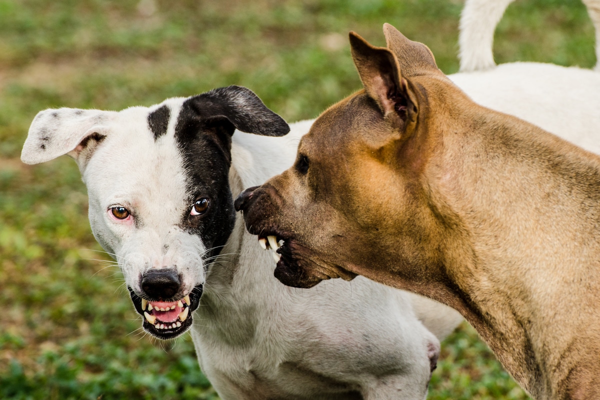 Qual è il cane più pericoloso del mondo? Scopriamolo insieme Qual è il cane più pericoloso del mondo? Scopriamolo insieme