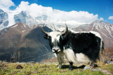 Quello che c’è da sapere sullo yak, il grosso bovino originario del Tibet