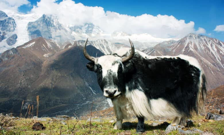yak