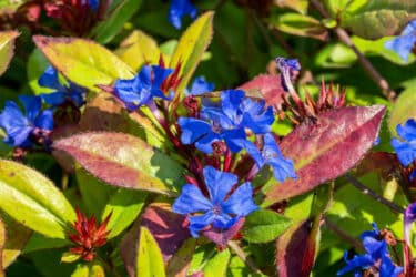 Ceratostigma: tutto su questo genere di piante dagli incantevoli fiori blu intenso