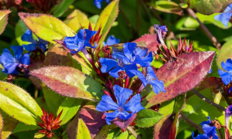 Ceratostigma