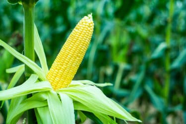 La fibre de maïs : un produit respectueux de l'environnement, aux multiples domaines d'utilisation