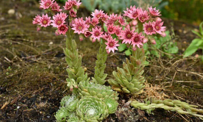 Sempervivum