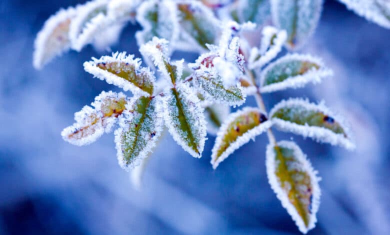 Piante da giardino più resistenti al gelo