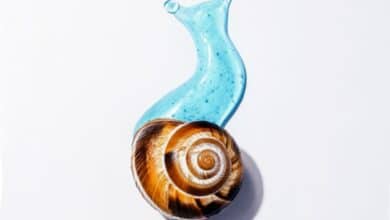 Tutto sulla bava di lumaca e i suoi utilizzi in cosmetica
