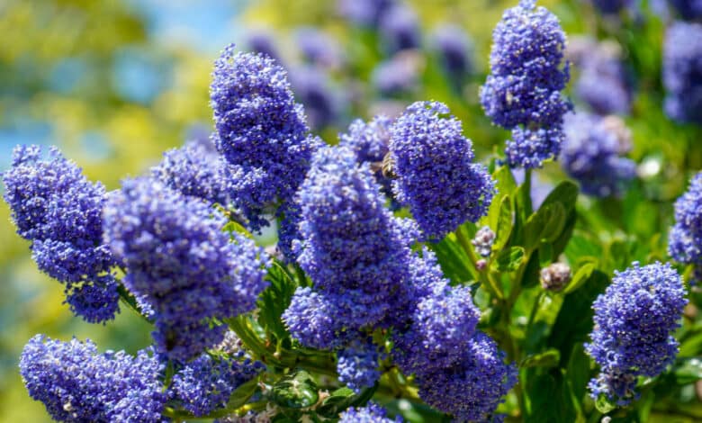 ceanothus