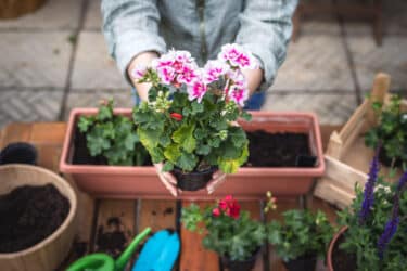 La guida pratica alle piante più resistenti da balcone