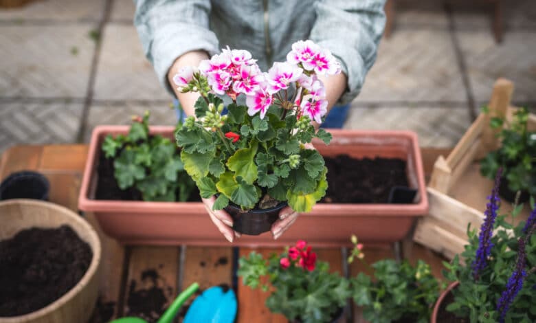 piante più resistenti da balcone