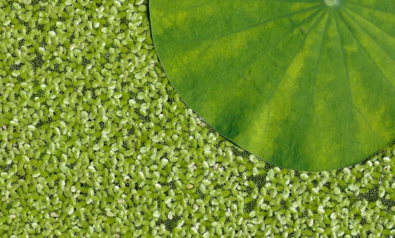 wolffia fiore più piccolo del mondo