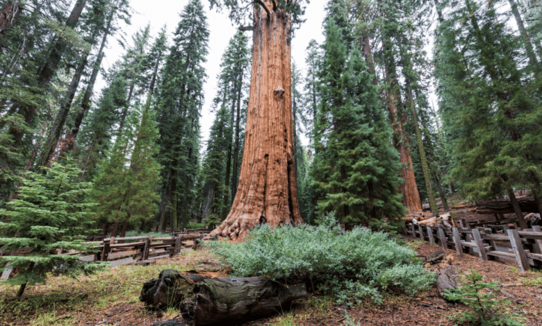 Qual è l'albero più alto al mondo