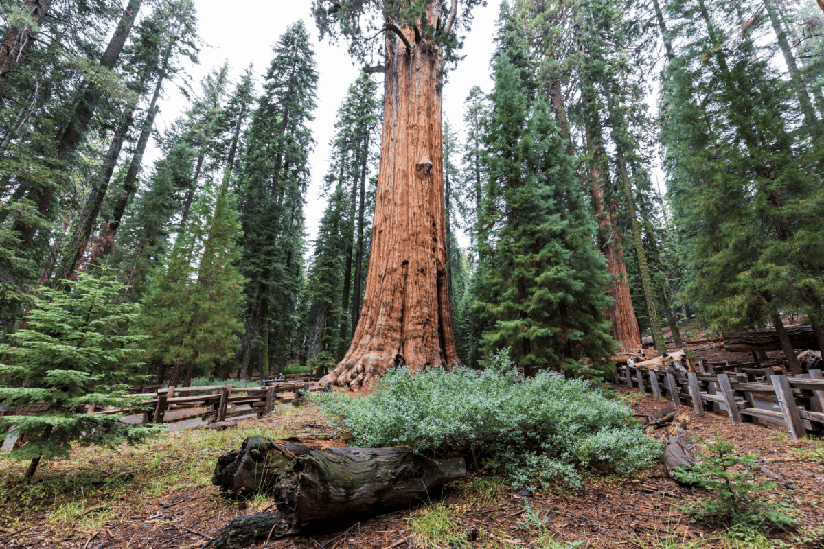 Qual è l'albero più alto al mondo