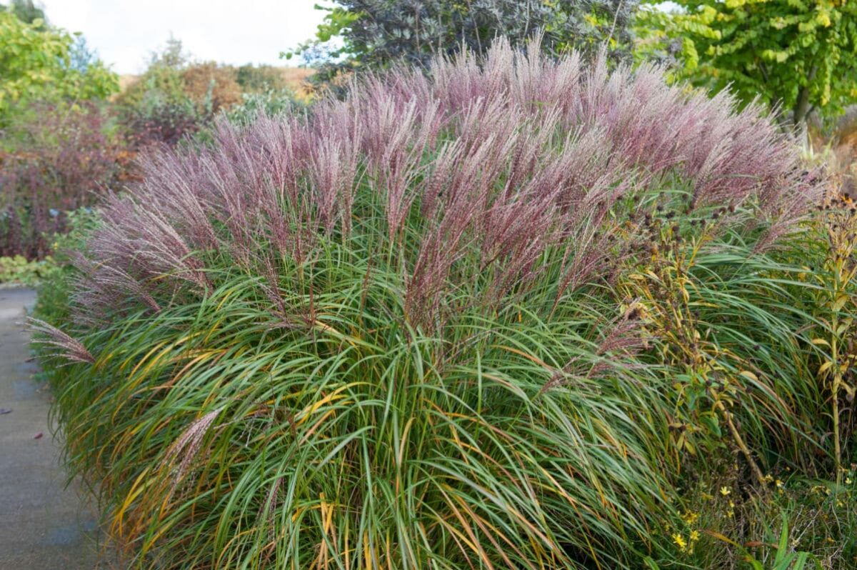 Miscanthus sinensis