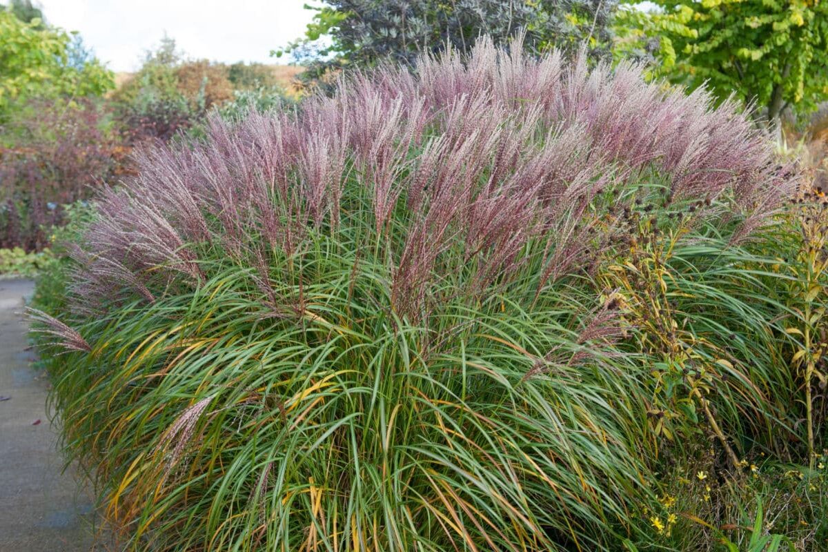 Miscanthus sinensis