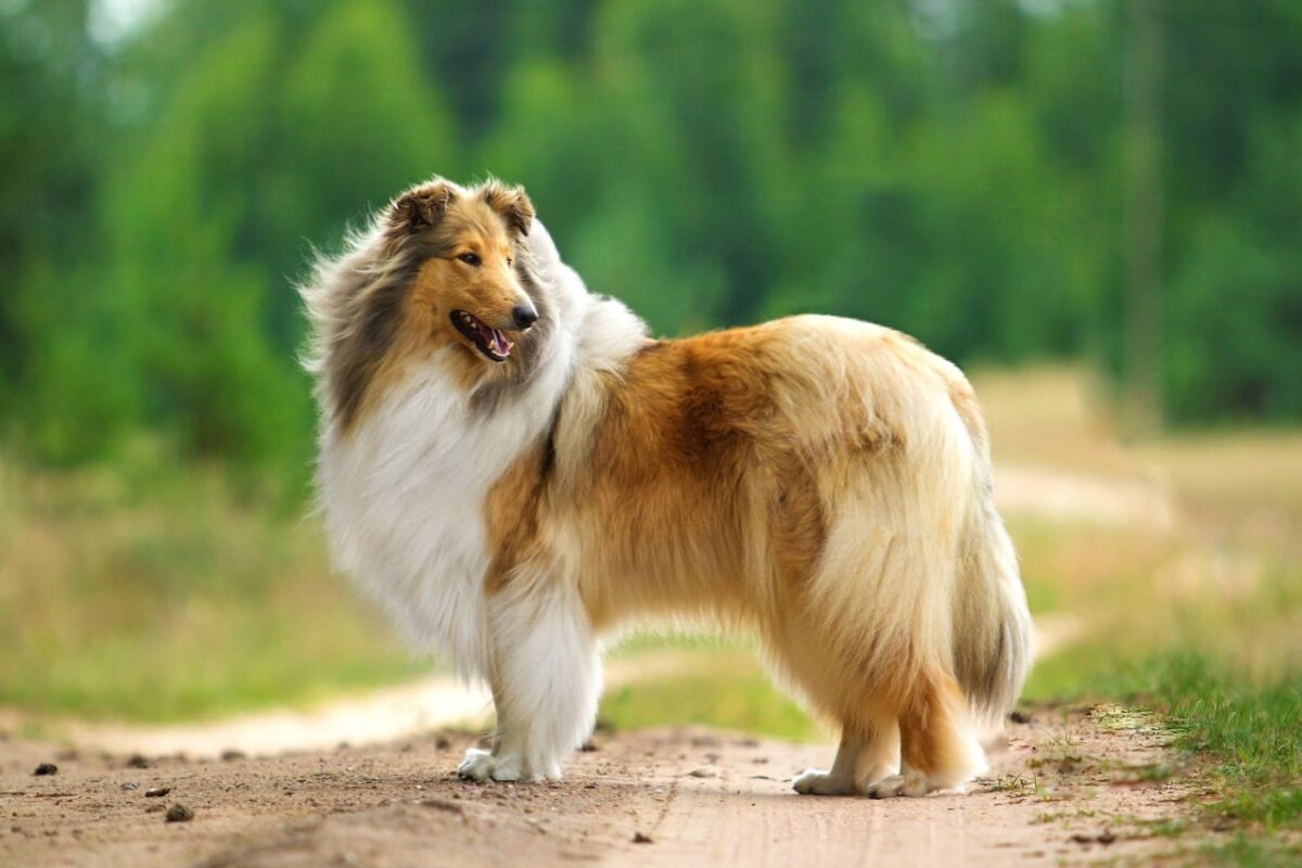 Cane da pastore scozzese a pelo lungo