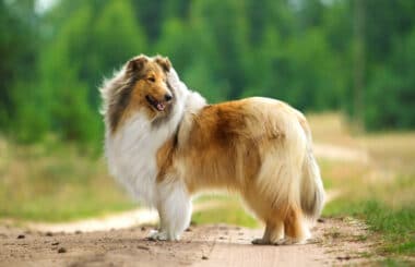 Tutto sul cane da pastore scozzese a pelo lungo, il famoso “Lassie”