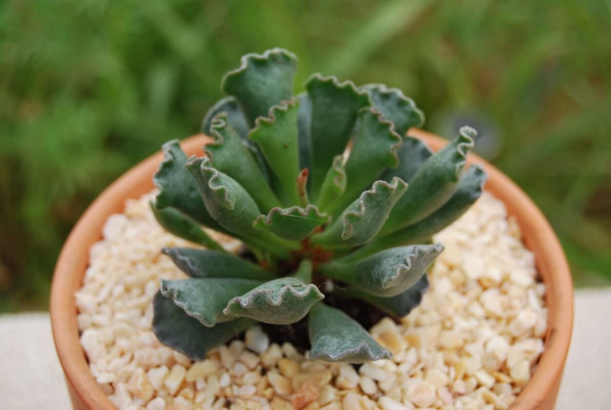 Adromischus