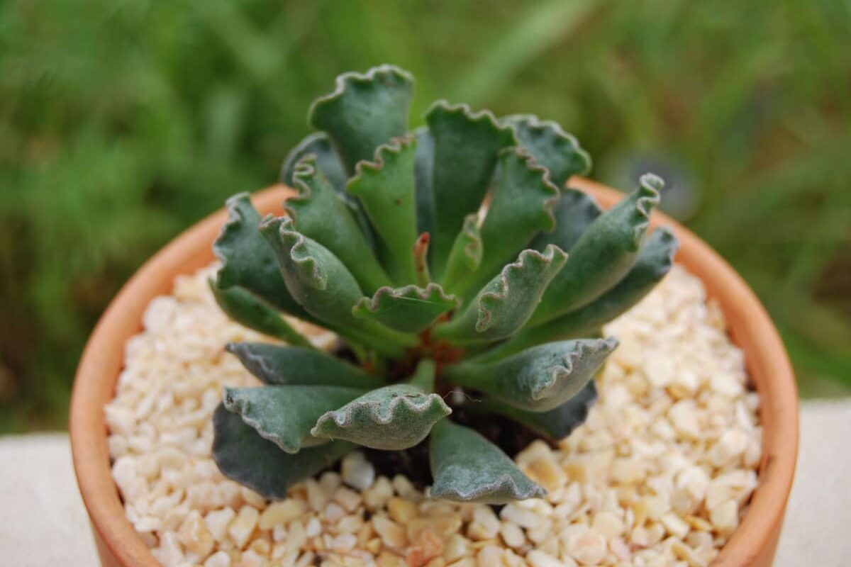 Adromischus