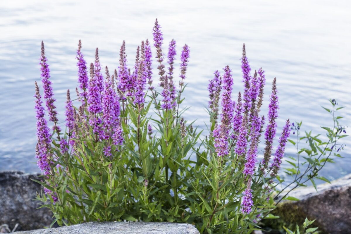 Lythrum salicaria