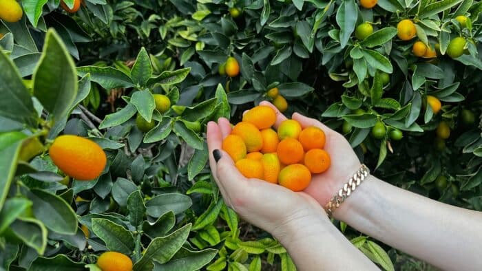 kumquat