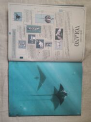 Animali bellissimi, libro di Daniela Pareschi