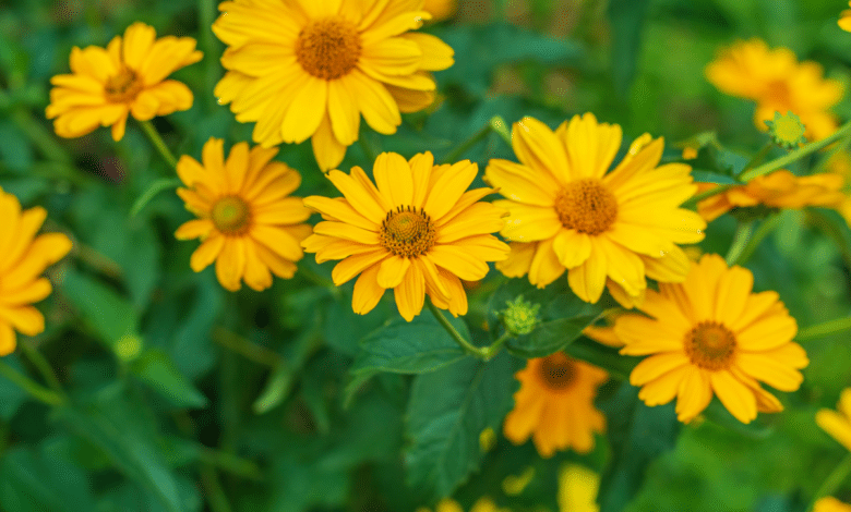 Heliopsis