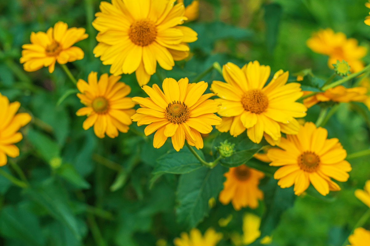 Ecco l'Heliopsis, una pianta dai fiori gialli perfetta per ornare il balcone Ecco l'Heliopsis, una pianta dai fiori gialli perfetta per ornare il balcone