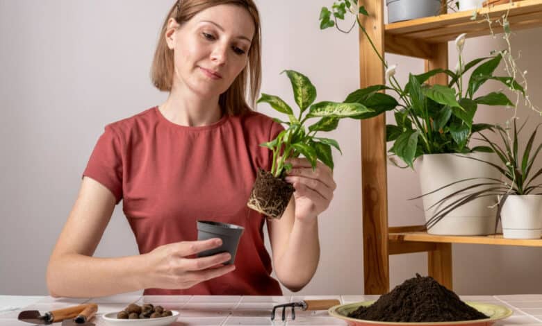 Piante più resistenti da interno