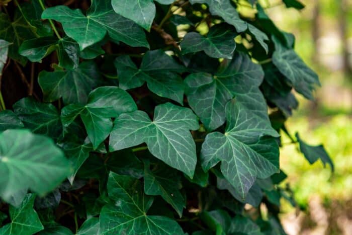 piante più resistenti da esterno: edera