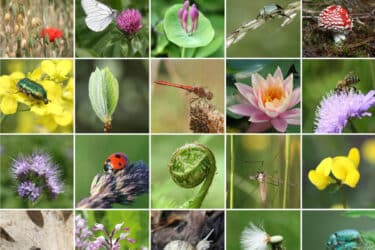 Biodiversità, tutta la varietà di animali e vegetali del mondo!