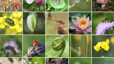 Biodiversità