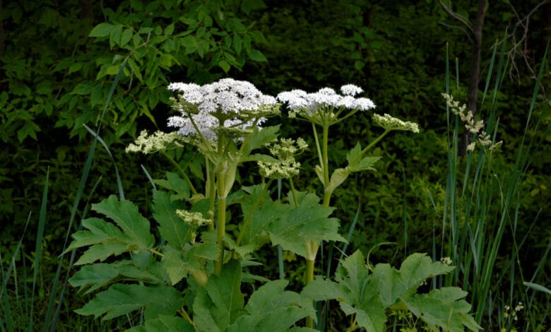 Heracleum mantegazzianum panace di mantegazza