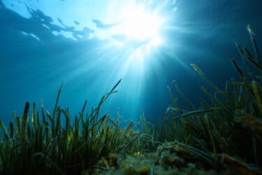 Posidonia: la pianta acquatica che viene sempre scambiata per un’alga