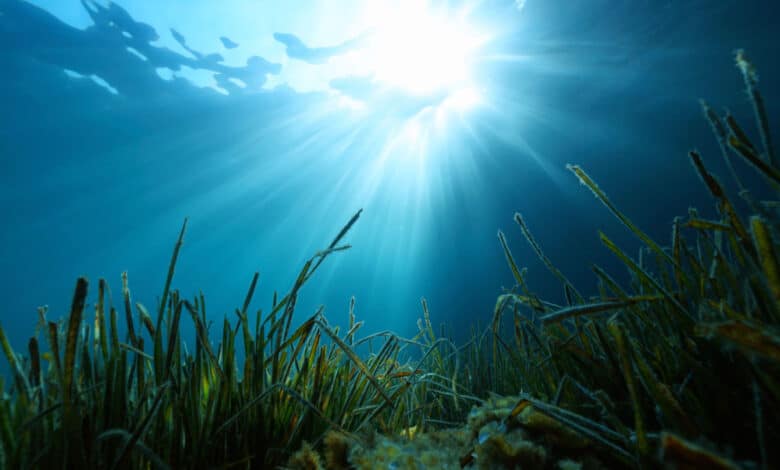 Posidonia oceanica