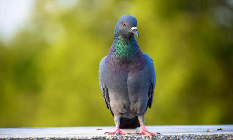 come allontanare i piccioni con metodi naturali