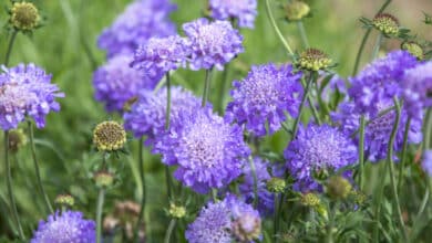 Knautia arvensis